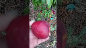 нектарин Биг топ