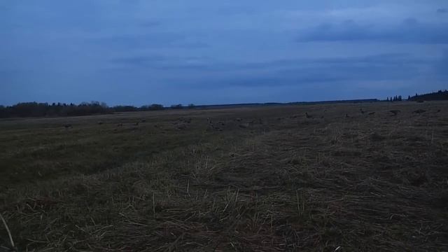 охота в северном районе Архангельской области часть2 смотреть онлайн