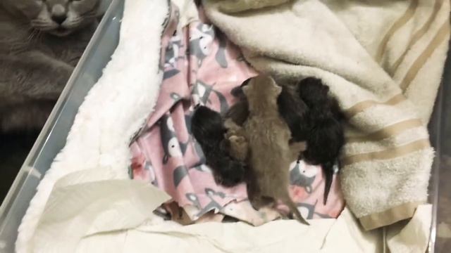 Роды Британской кошки. ?? смотреть онлайн