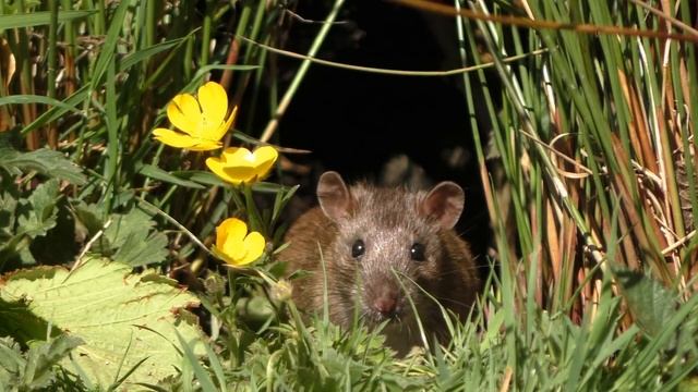 Videos for Cats - Rats смотреть онлайн