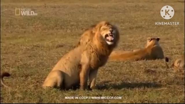 Toxic Side Of A Plague Tale's Fandom | A Plague Tale смотреть онлайн