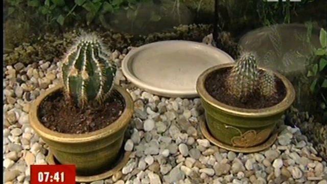 Черепахи смотреть онлайн