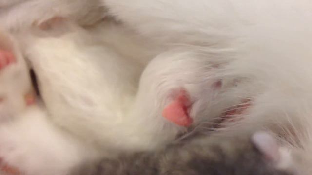 Новорожденные котята едят. смотреть онлайн