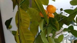 Первые плоды каламондина, дегустация ?