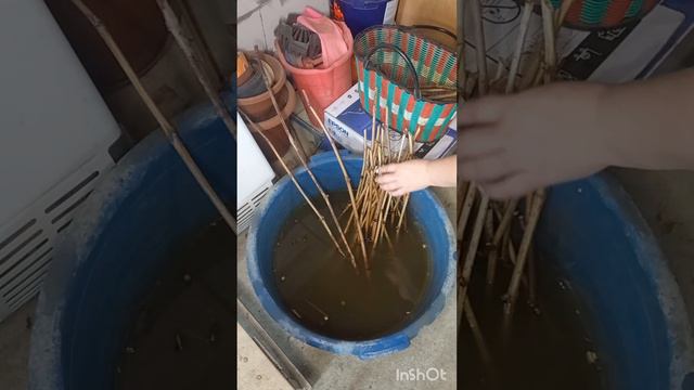 Размножение винограда черенками 👌💯👍 Совет от моего папы... смотреть онлайн