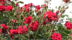 Плетистая роза в моем саду. Амадеус..