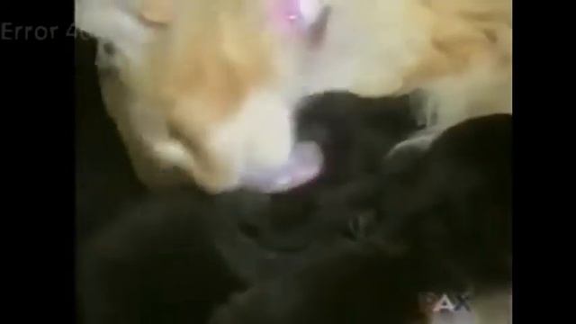 Кошки заботятся о чужих детях подборка #4 смотреть онлайн