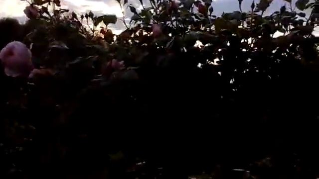 Роза Munstead Wood ,цветение 2018 смотреть онлайн