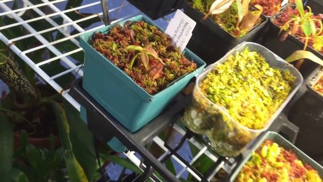 NEPENTHES CARNIVOROUS PITCHER PLANT TOUR: SEE WHAT IS NEW! NEPENTHES LAMII AND MORE смотреть онлайн