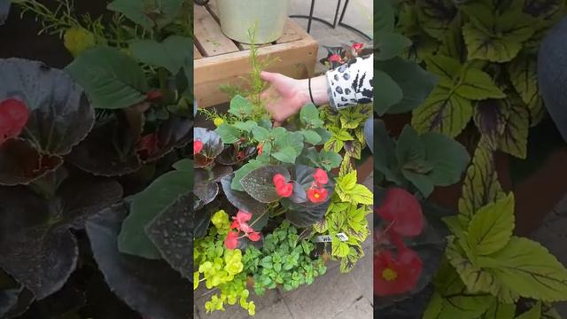 Using Indoor Plants in Outdoor Containers смотреть онлайн