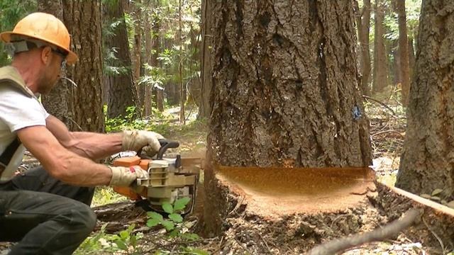 Falling a Bigger Fir Tree onto the Stake - Stihl MS 440 Hole in One ! смотреть онлайн