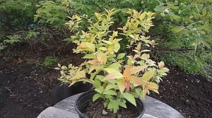 СПИРЕЯ японская. Как ухаживать за спиреей японской.