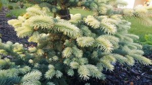 Знакомьтесь, ель Белобок / Meet Bialobok spruce