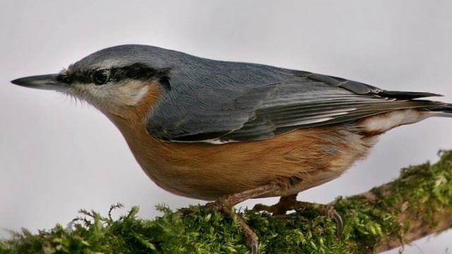 Пение птиц - Поползень смотреть онлайн