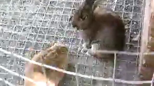 САФАРИ-ПАРК ГЕЛЕНДЖИК 2009 смотреть онлайн