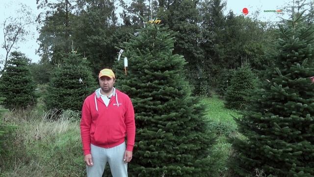 Пихта Нордмана. Зимостойкость