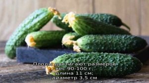 Лучшие самоопыляемые сорта огурцов для засолки и консервирования