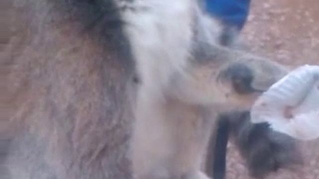 Lemur thief смотреть онлайн