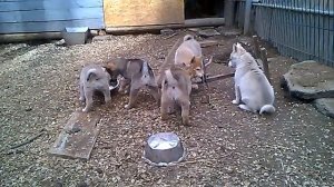 щенки зсл урал