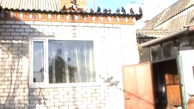 Николаевские голуби г. Павлоград(04.05.2019) смотреть онлайн