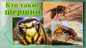 Интересные факты о шершнях. Описание насекомого шершня. Кто такие шершни. Опасное насекомое шершень
