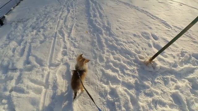Прогулка с Юми Шелти 18 02 21 смотреть онлайн