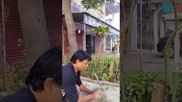 Nolina palm care of root rot смотреть онлайн