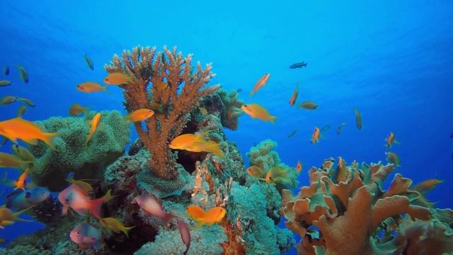 Beautiful Deep Relaxation with Soothing Underwater World смотреть онлайн