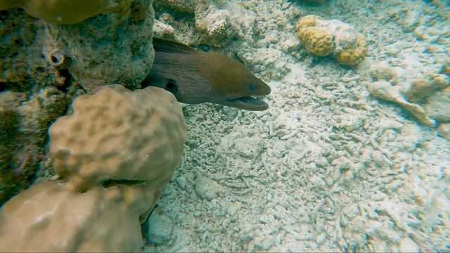 Vilamendhoo Island Resort 2021. Maldives. смотреть онлайн