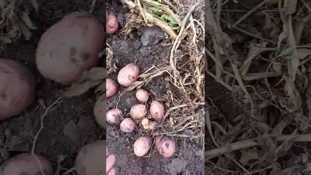 Перуанский сорт картофеля Уника. Крупная, вкусная и просто красавица ? смотреть онлайн