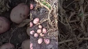 Перуанский сорт картофеля Уника. Крупная, вкусная и просто красавица ?