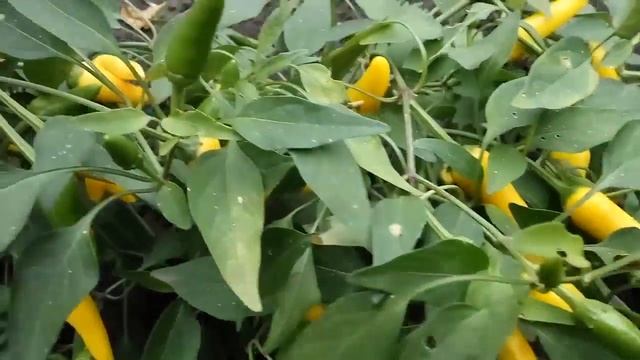Yellow Chili Pepper. Желтый перец чили смотреть онлайн