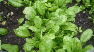 Посадите шпинат