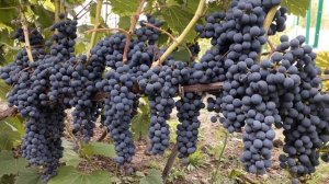 Фронтиньяк.Технический высокоурожайный виноград.