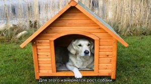 Можно ли лабрадора держать на улице зимой