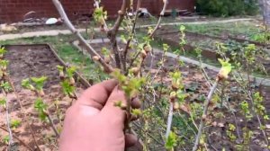 Не так страшен почковый клещ!