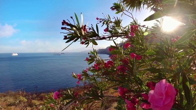 Music For Relaxing. Relaxing Video. Nature. Beautiful Flowers. Calming Music