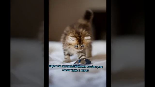 кто не знает Как приручить котёнку к лотку вот вам у меня жиза, это про верный способ смотреть онлайн