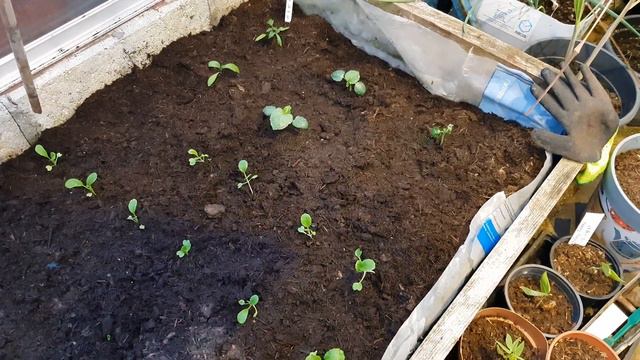 Fruits & Vegetable Backyard UK Garden Tour | New Raised Bed & Fruiting Plant смотреть онлайн