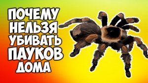 В ваш дом проник паук! Почему нельзя убивать паука объяснили учёные!