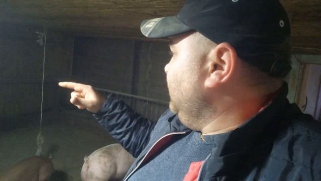 1️⃣Сколько штук свиней нужно держать для хорошей без бедной жизнь❓️2️⃣ Доход вас порадует❗️ смотреть онлайн