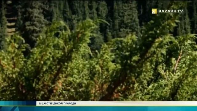 Ущелье Талгар Алматинский заповедник смотреть онлайн