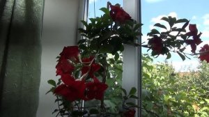 Как вырастить красивую дипладению