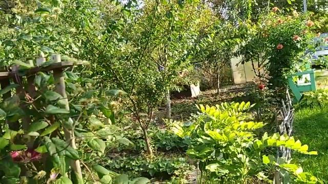 Ежевика, огурцы продолжают радовать в конце сентября в Подмосковье.