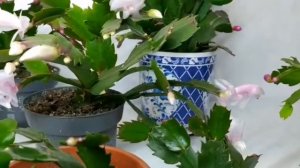 Уход за Шлюмбергерой, полив, цветение.