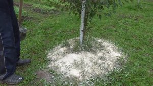 Доломитовая мука под вишню и сливу.