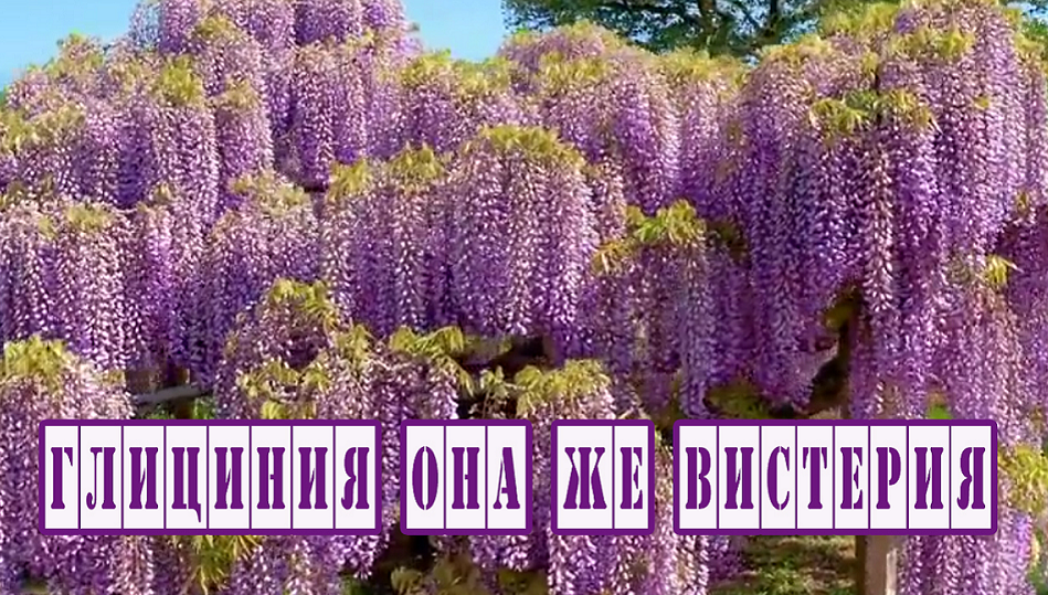 Глициния, Вистерия. Полезная и одновременно опасная лиана.
