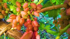 Виноград к.м. Лучистый. Плюсы и минусы сорта.