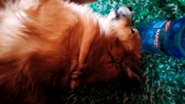 Здоровый сон.Что снится собачкам? смотреть онлайн