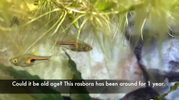 Fish Tail Dipping (Ikan Rasbora Hengeli)